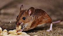 24 Hour & Emergency Exterminators in New Portland, ME